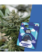 Holy Hemp - Blueberry Bubba Fast Flowering (photoperiodisch) - Cannabis Samen