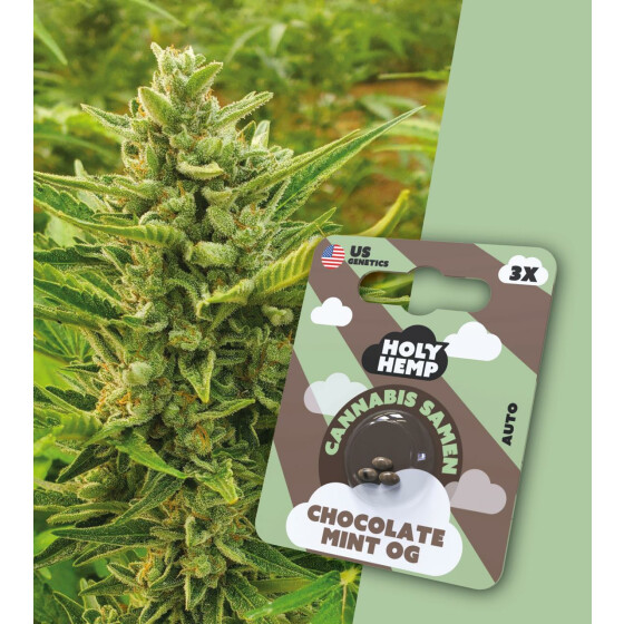 Holy Hemp - Chocolate Mint OG Auto Flowering - Cannabis Samen