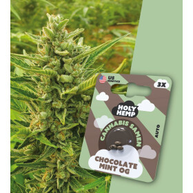 Holy Hemp - Chocolate Mint OG Auto Flowering - Cannabis...