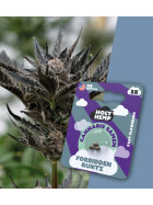 Holy Hemp - Forbidden Runtz Fast Flowering (photoperiodisch) - Cannabis Samen