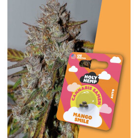 Holy Hemp - Mango Smile Auto Flowering - Cannabis Samen