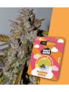 Holy Hemp - Mango Smile Auto Flowering - Cannabis Samen
