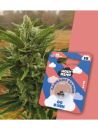 Holy Hemp - OG Kush Auto Flowering - Cannabis Samen