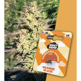 Holy Hemp - Orange Glaze Auto Flowering - Cannabis Samen