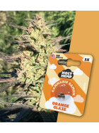 Holy Hemp - Orange Glaze Auto Flowering - Cannabis Samen