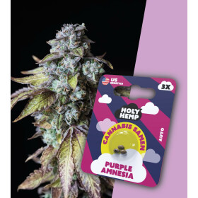 Holy Hemp - Purple Amnesia Auto Flowering - Cannabis Samen