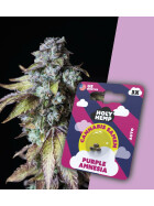 Holy Hemp - Purple Amnesia Auto Flowering - Cannabis Samen
