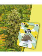Holy Hemp - Sour Diesel Auto Flowering - Cannabis Samen
