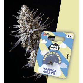 Holy Hemp - Vanilla Gelato Auto Flowering - Cannabis Samen